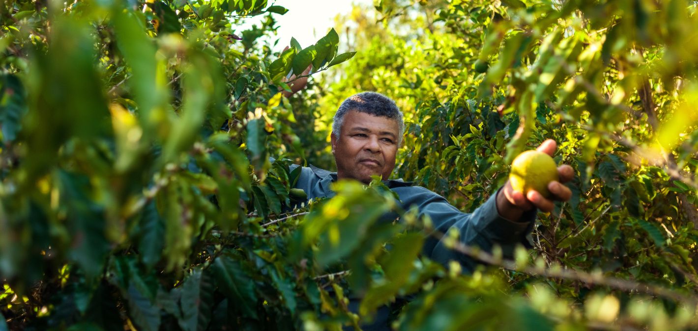 man immersed in lush green trees and dappled sunlight harvesting fruit