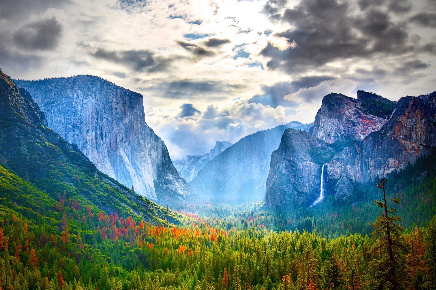 8.8 Million Trees Planted in California for Forest Fire Restoration Since 2018