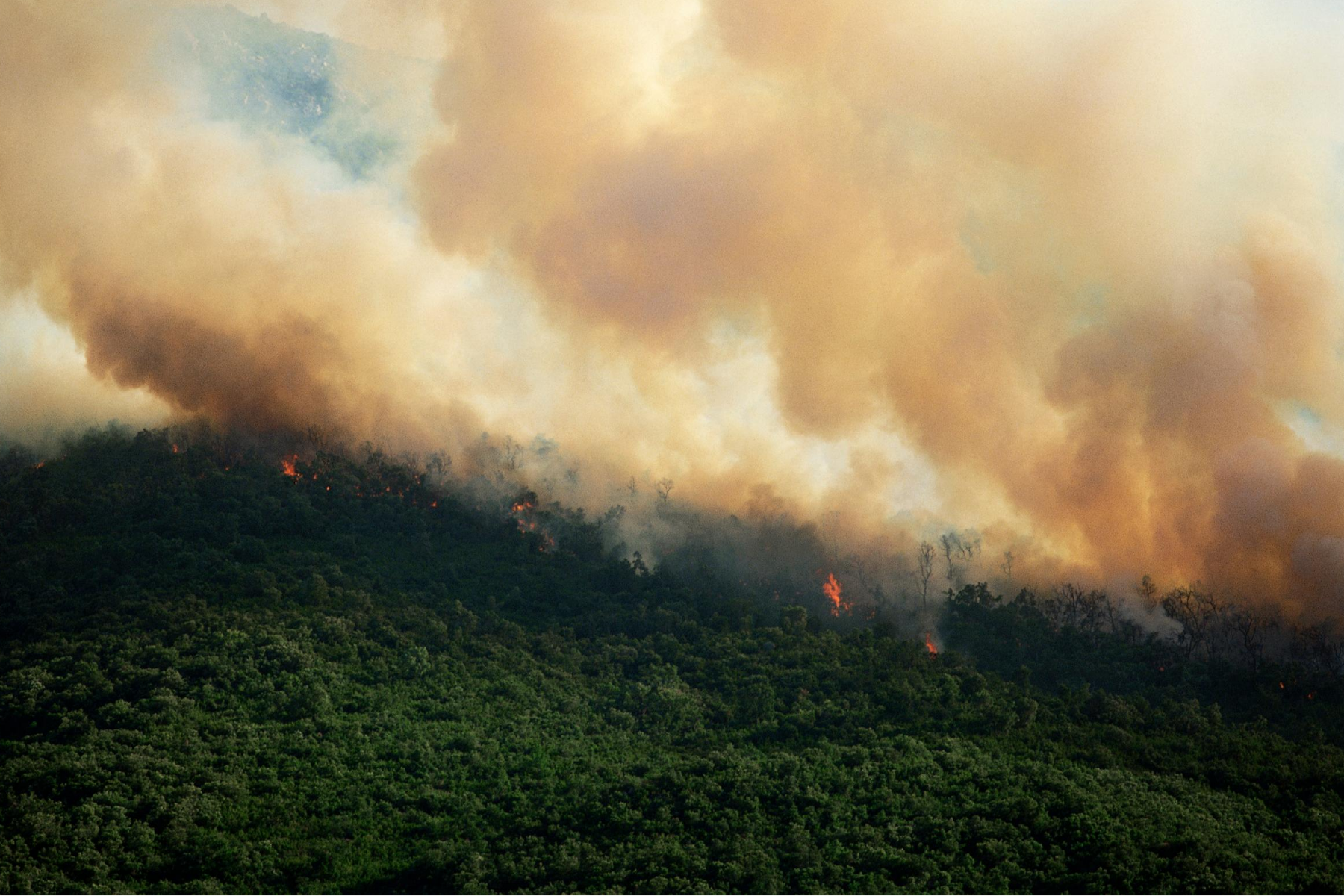 forest with a visible fire line and dark yellow smoke above
