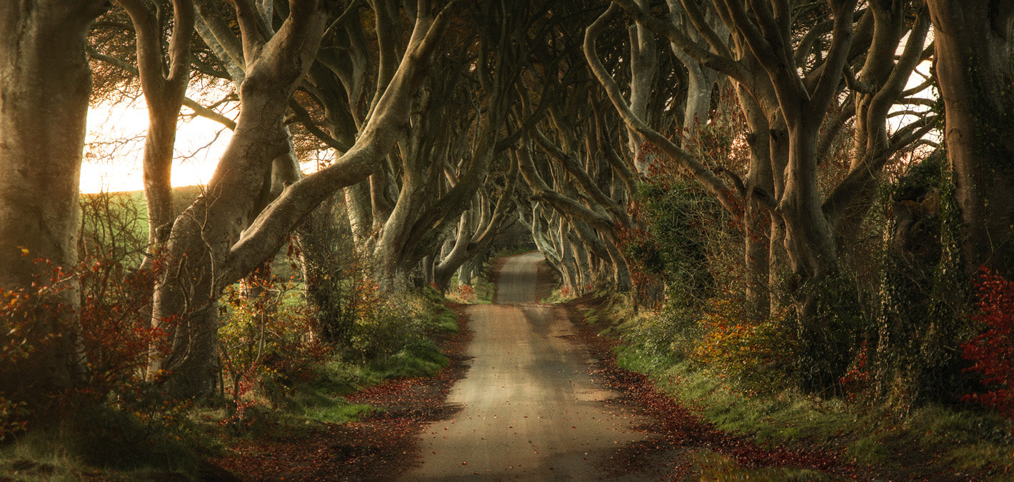 Dark Hedges Northern Ireland