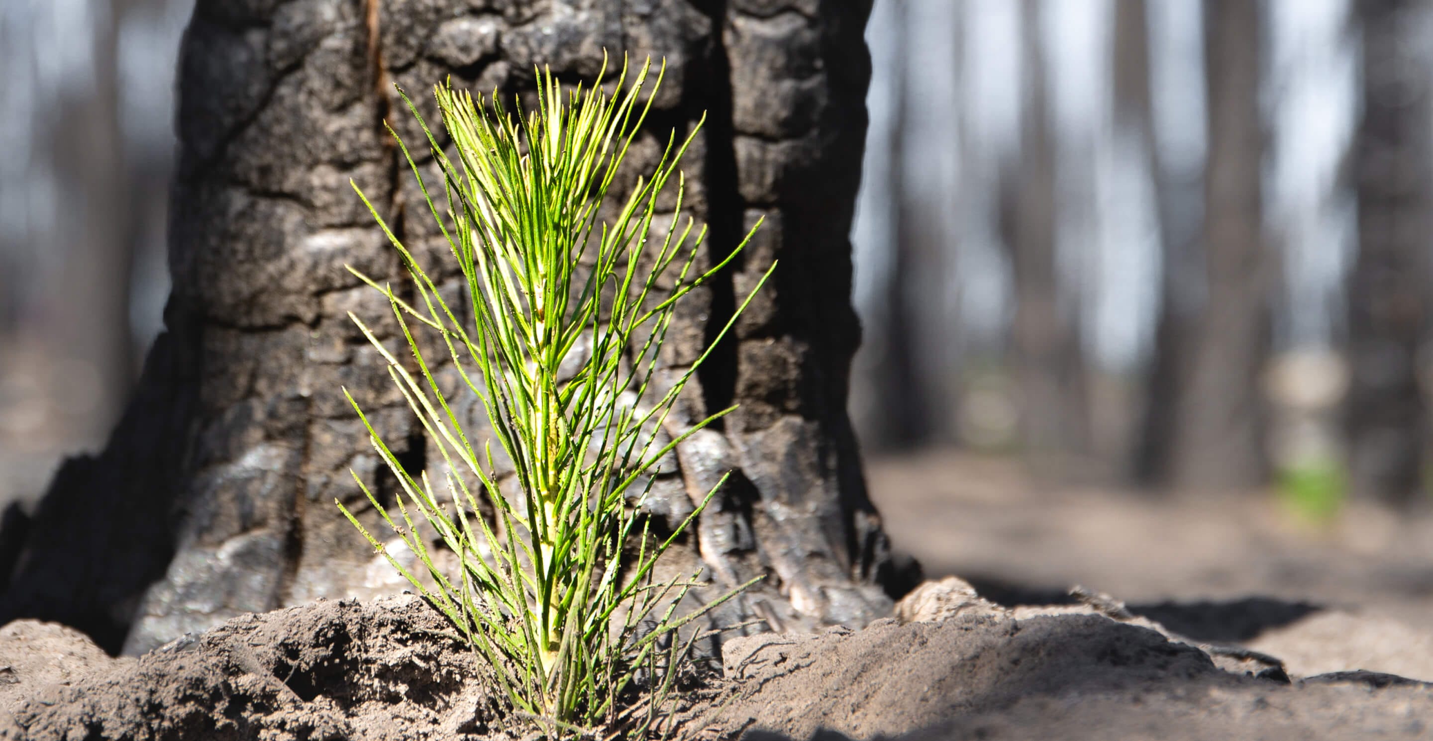 What Causes Deforestation?