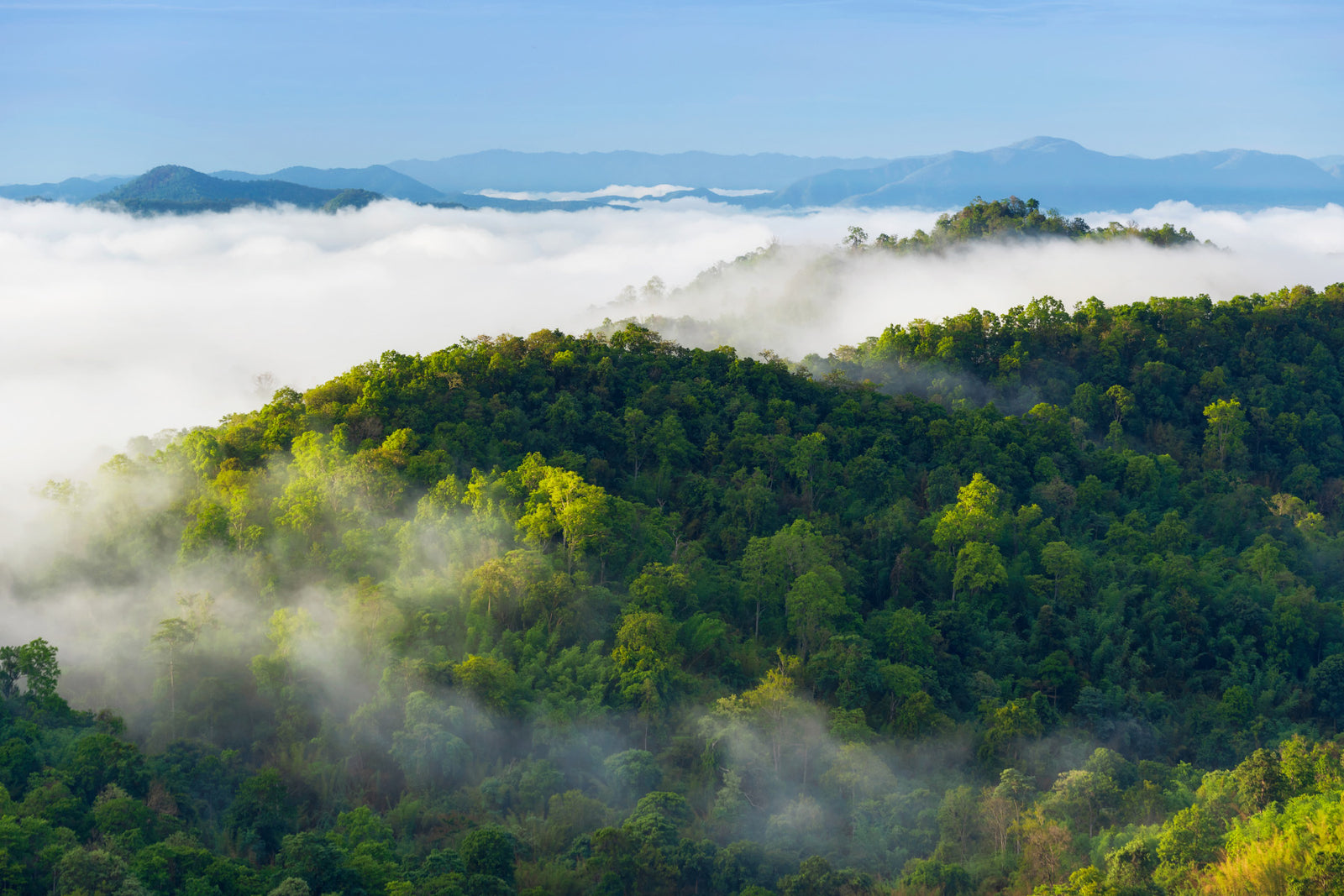 forest fog mountains
