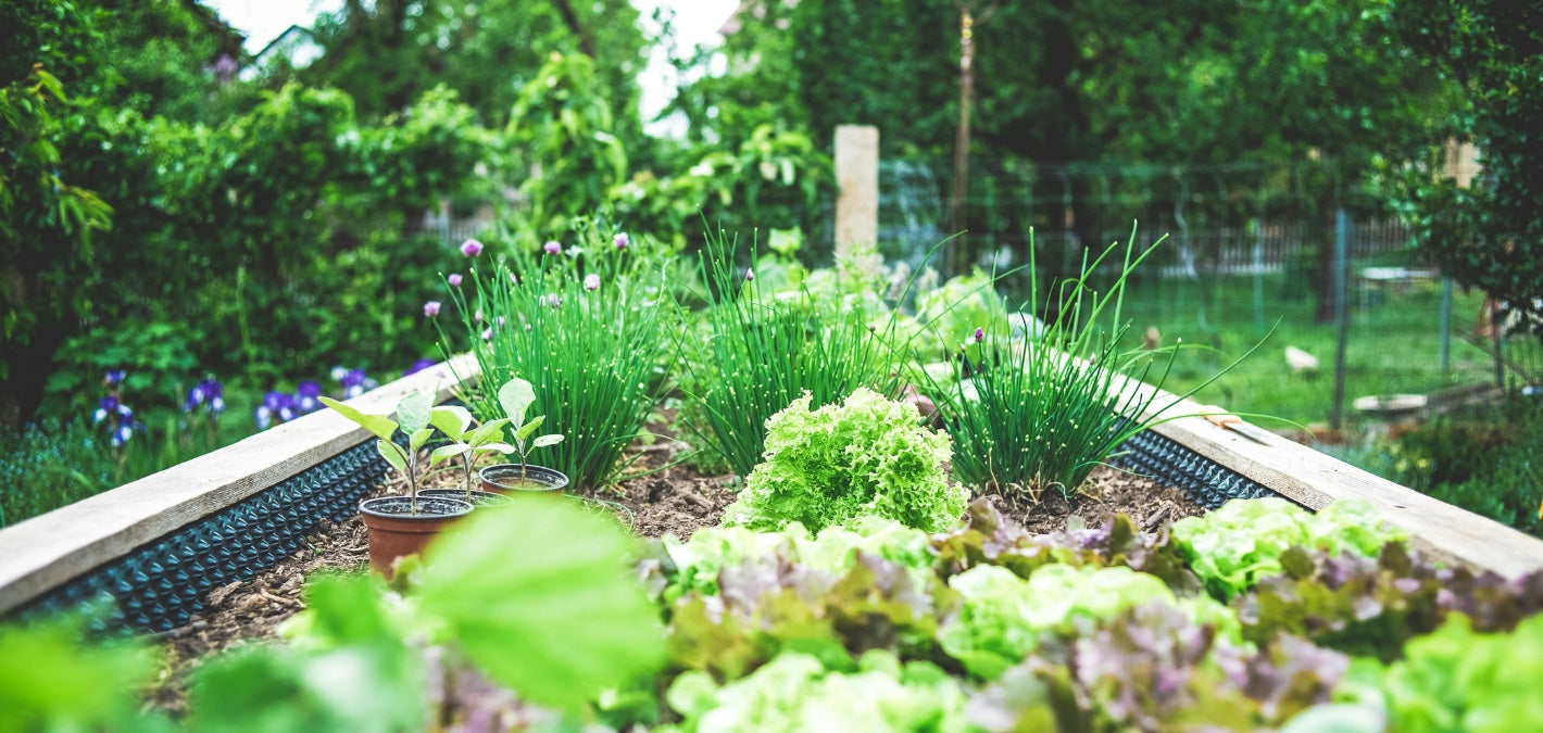 Spring Planting Guide: What You Should Plant Right Now to Have a Thriving Garden