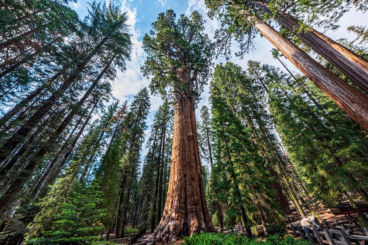 Giant Sequoia General Sherman tree