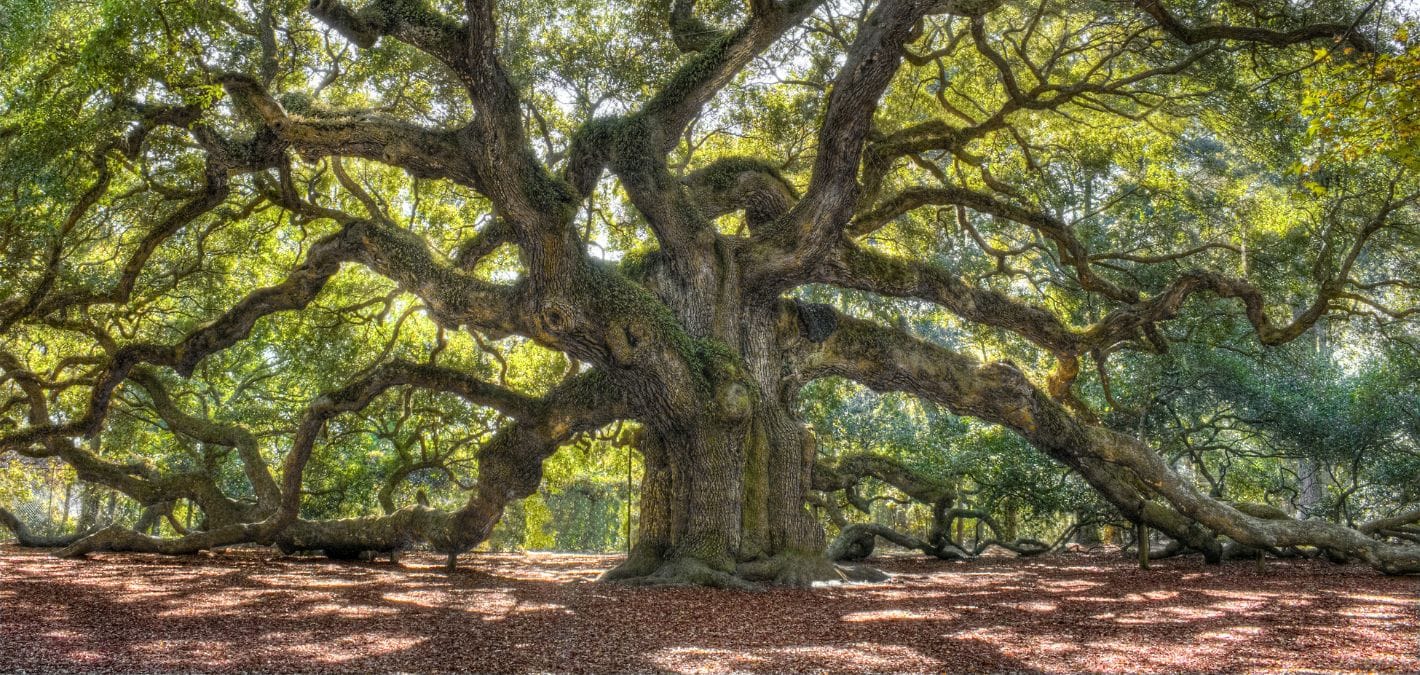 How Do Trees Grow?
