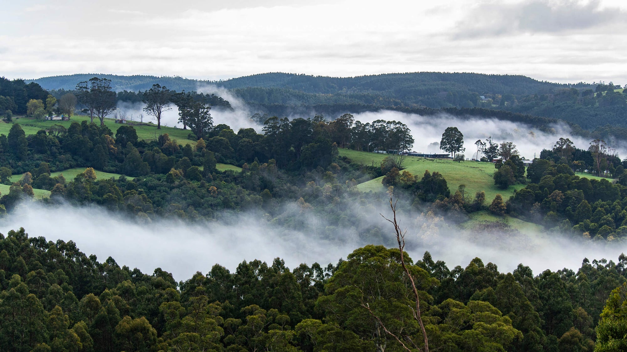 Why Should You Plant Trees for Giving Tuesday?