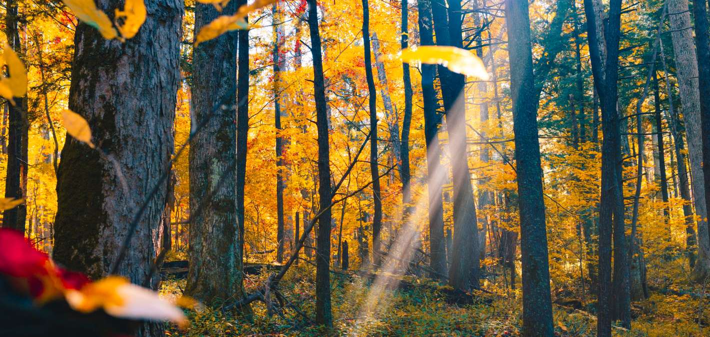Good News! 5 Positive Environmental Stories from November 2024 - One ...