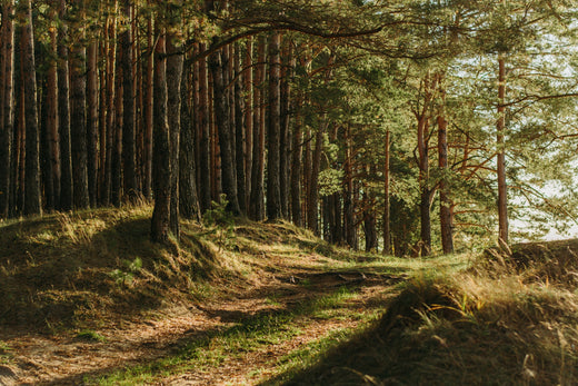 What Is a Healthy Forest?