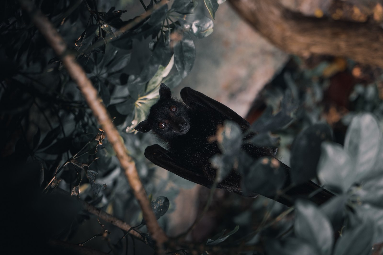 How Deforestation Increases the Risk of Pandemics