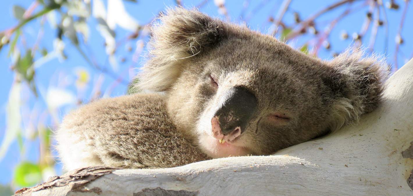 koala napping in a tree, with bright blue sky in the background