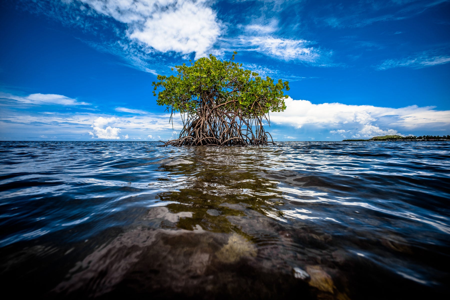 mangrove trees coastal restoration