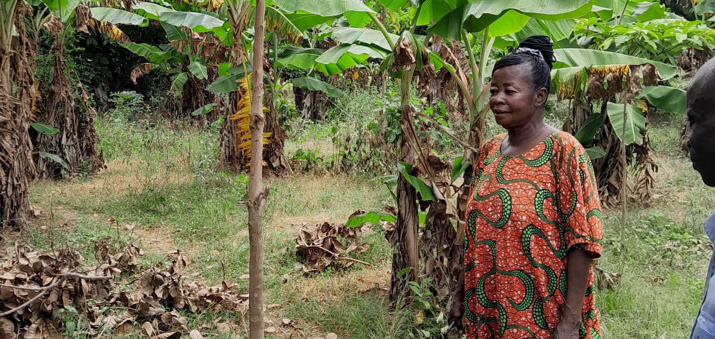 Margaret Opoku Planted Trees on Her Struggling Maize Farm, Now 38 Farmers Are Following Her Lead