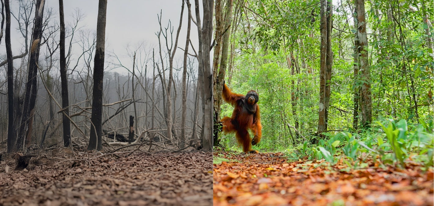 side by side image of degraded forest or lush green forest with an orangutan