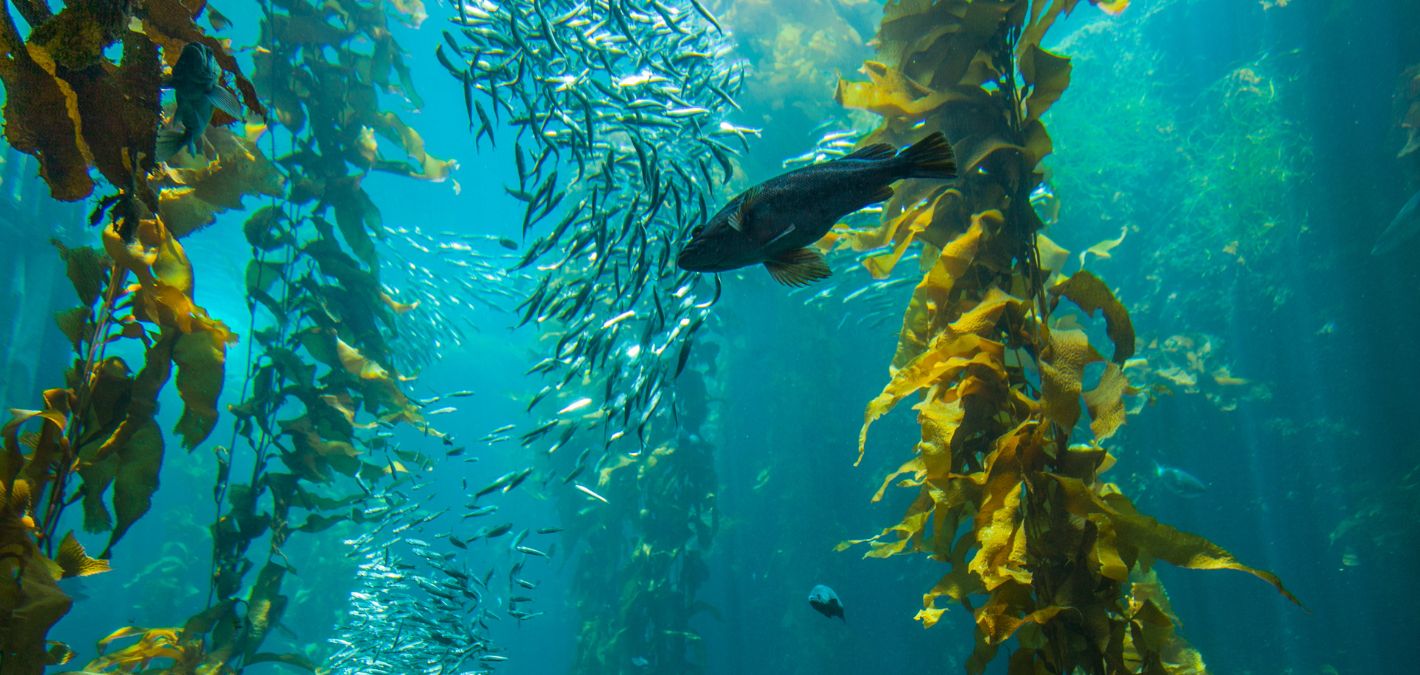 A kelp forest in Monterey Bay, California. Schools of fish, strands of kelp, shafts of sunlight creating different shades of blue