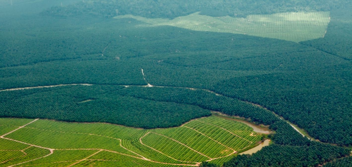 Inside Palm Oil's Deforestation Problem