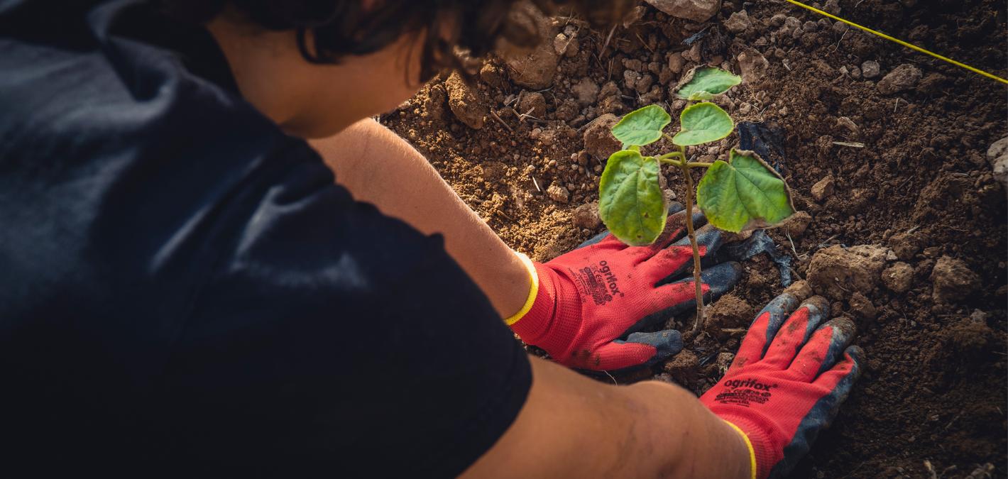 10 Ways to Celebrate Plant a Tree Day