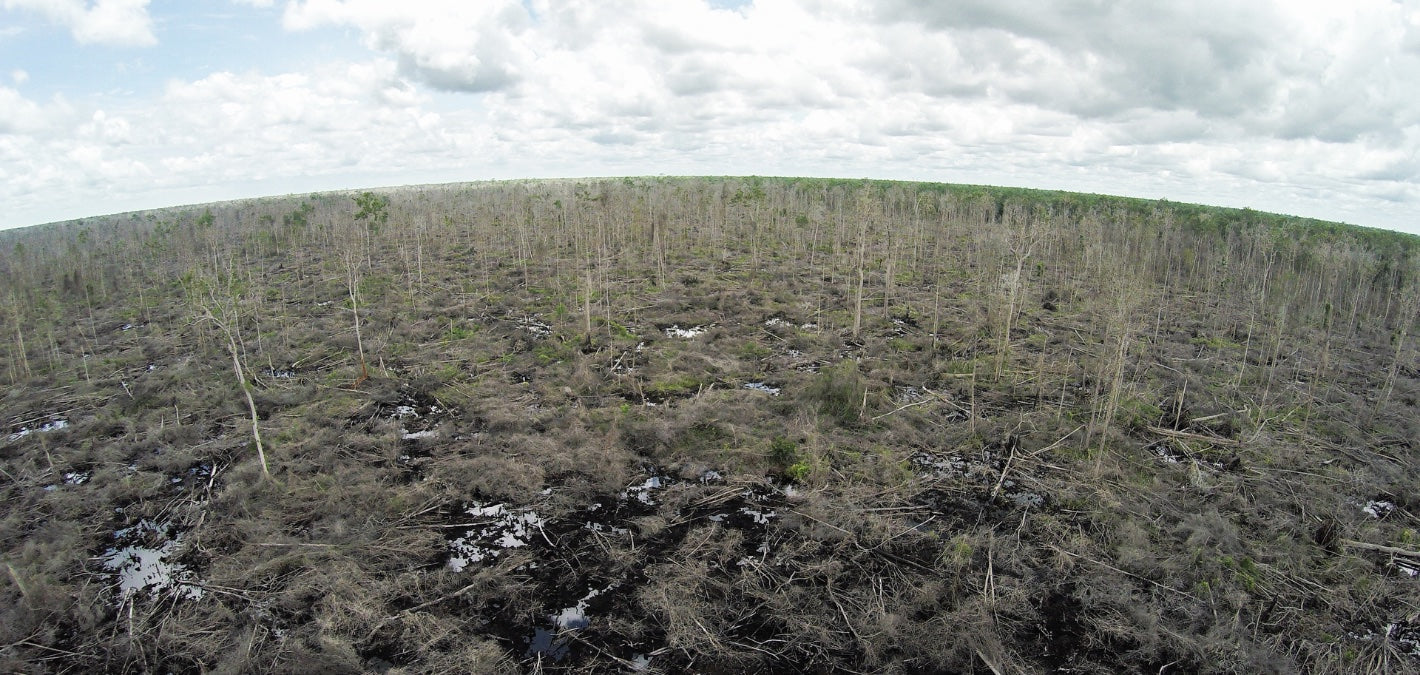 Sebangau Peatland Photo from above with cloudy sky and sparse trees.