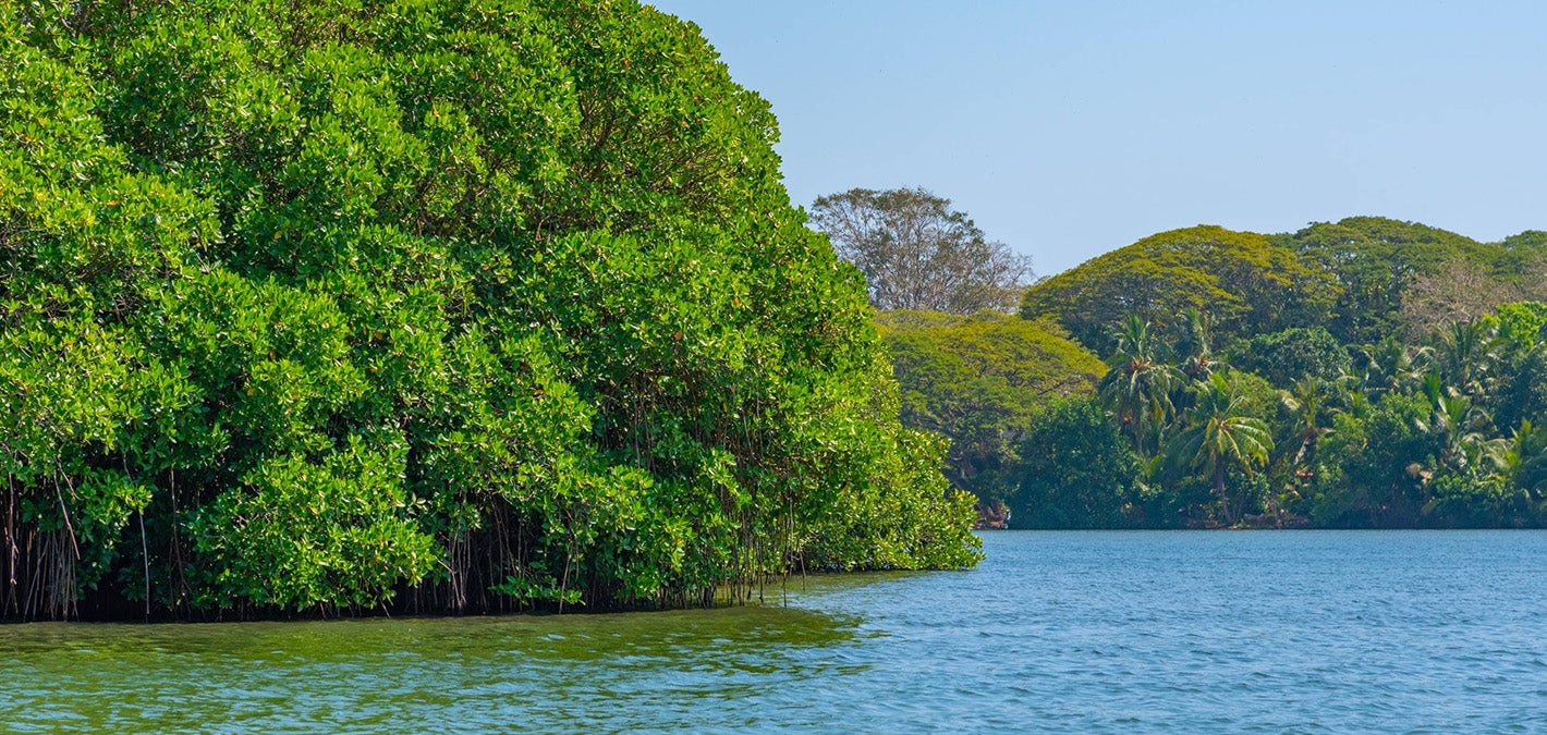 mangrove lagoon in Sri Lanka