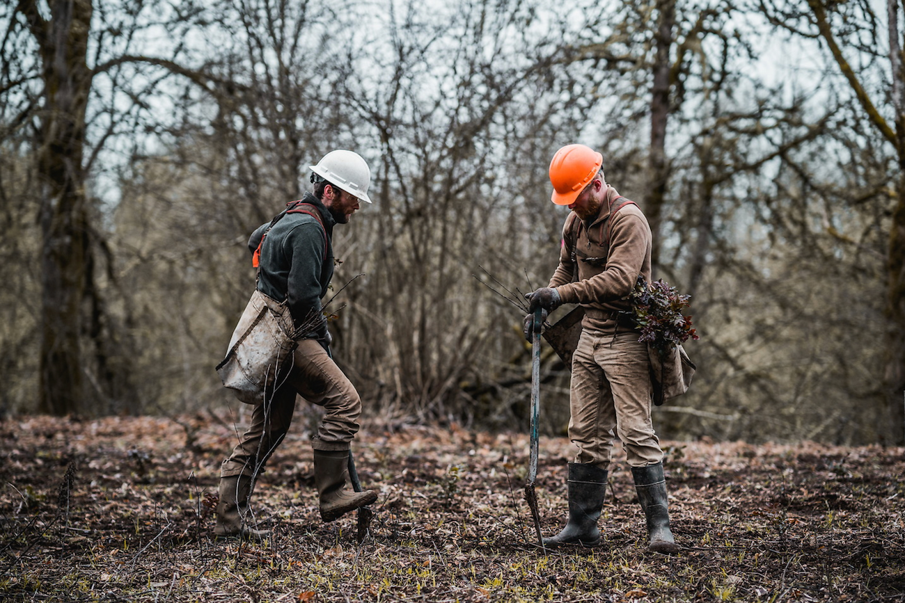 two young men planting trees in the outdoors, sustainable jobs for the economy