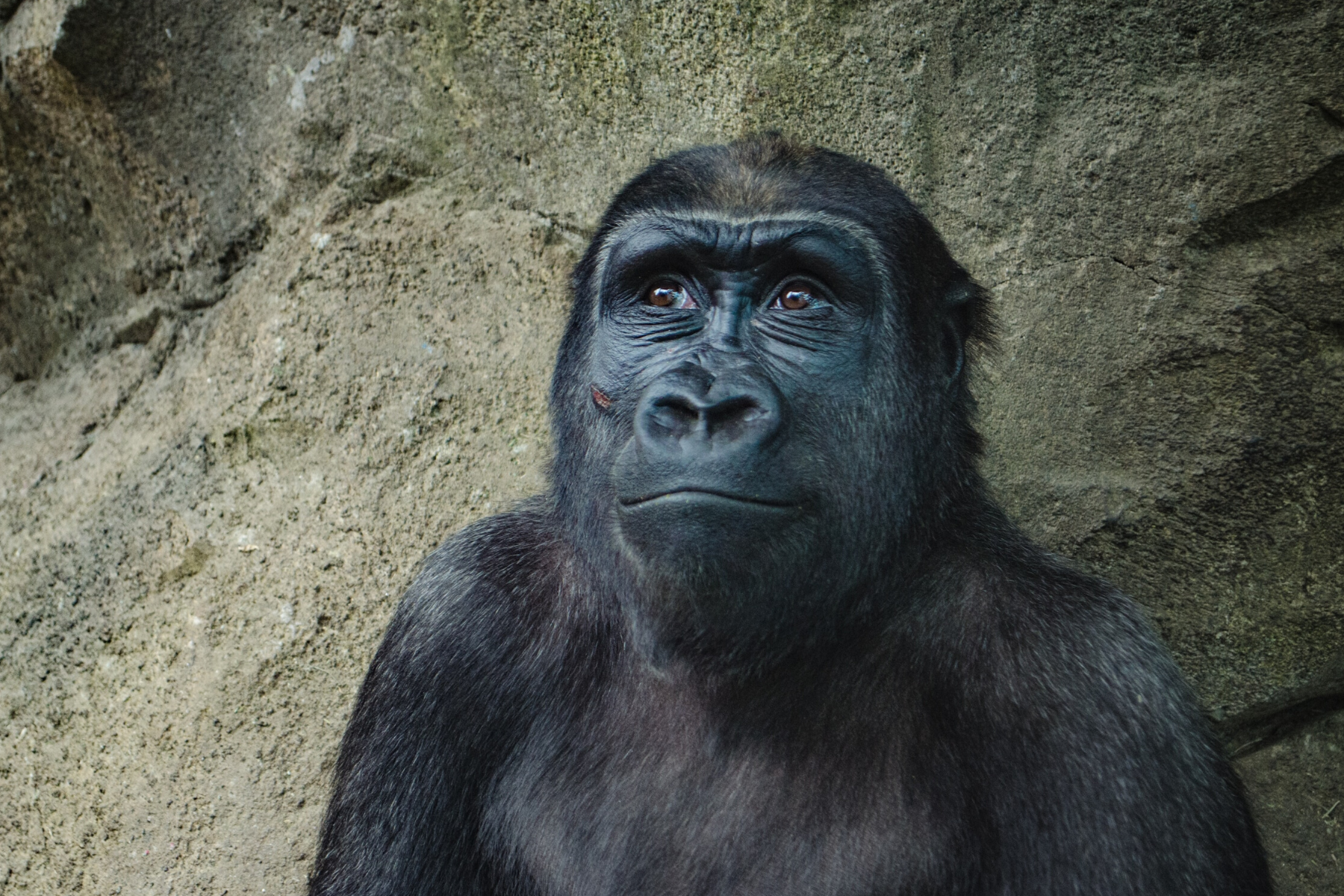 Black gorilla sitting in front of rock smiling and looking up
