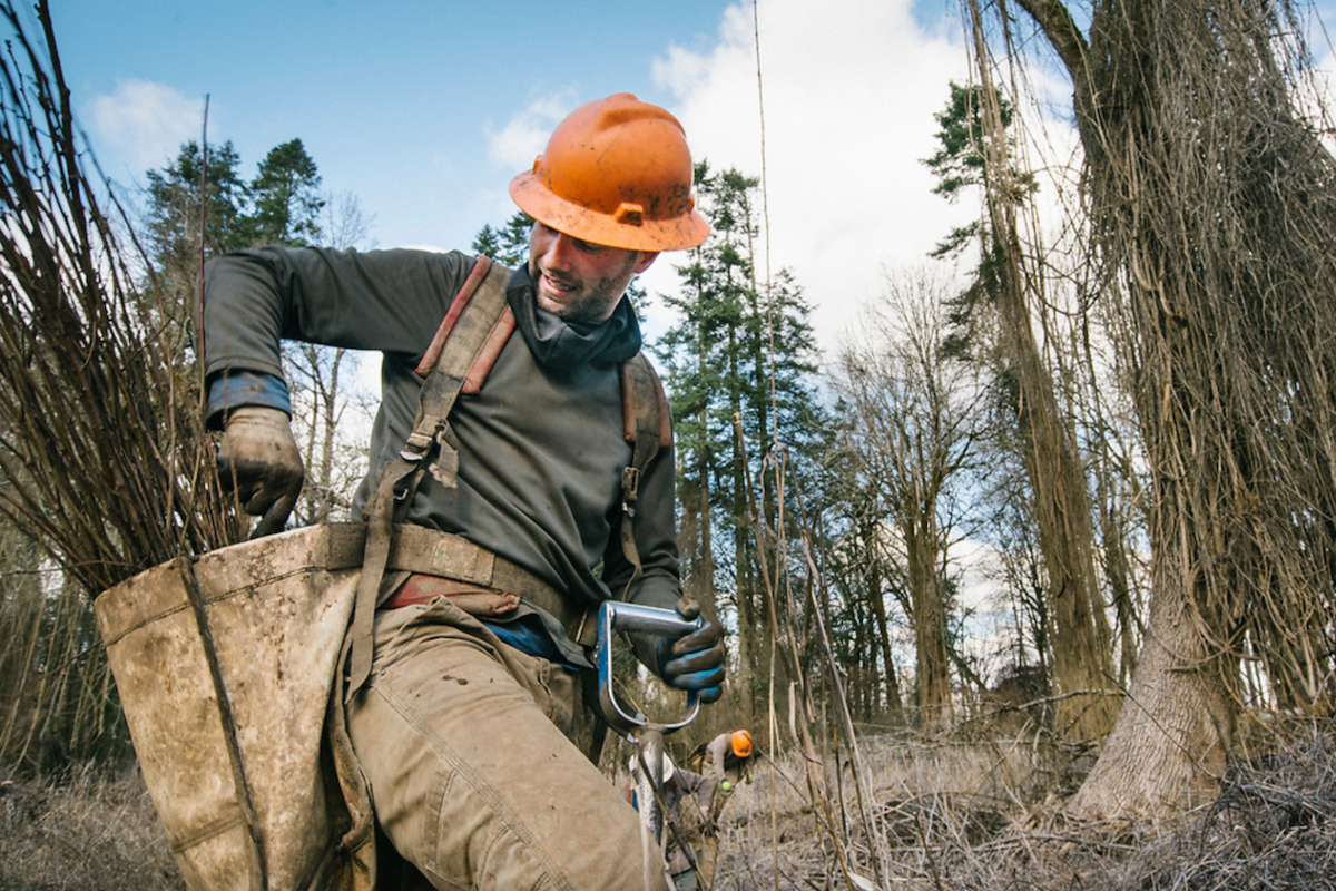 Male tree planter with orange hard hat reached into back for a tree while walking in a brown forest