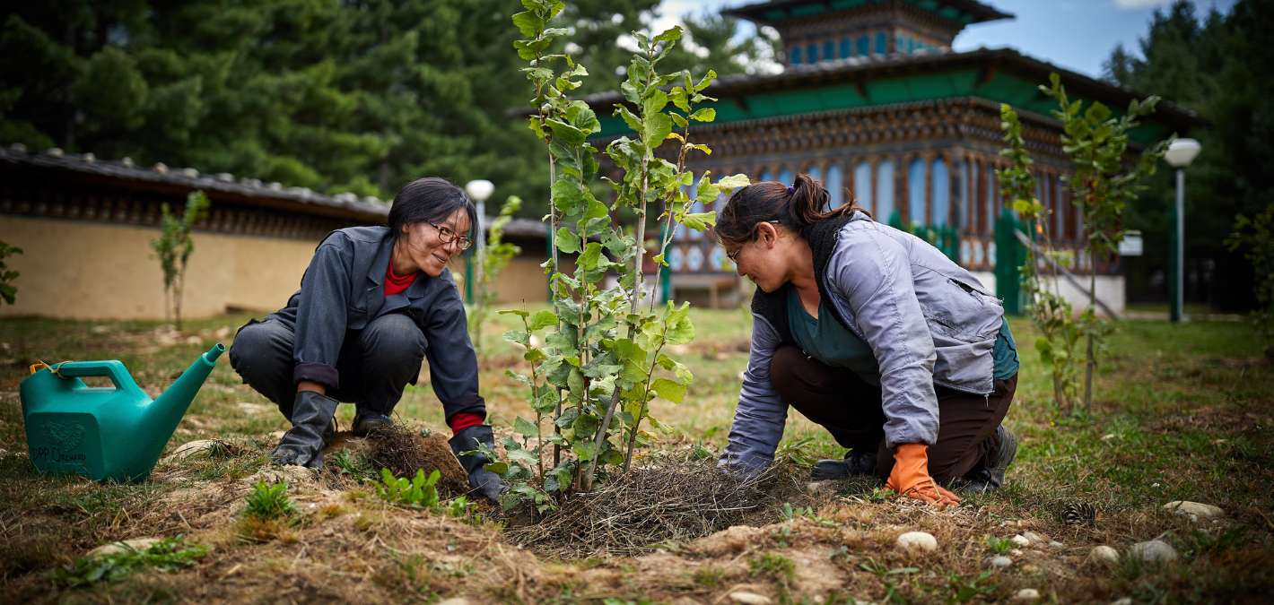 One Tree Planted Tree 15 Amazing Trees | One Tree Planted
