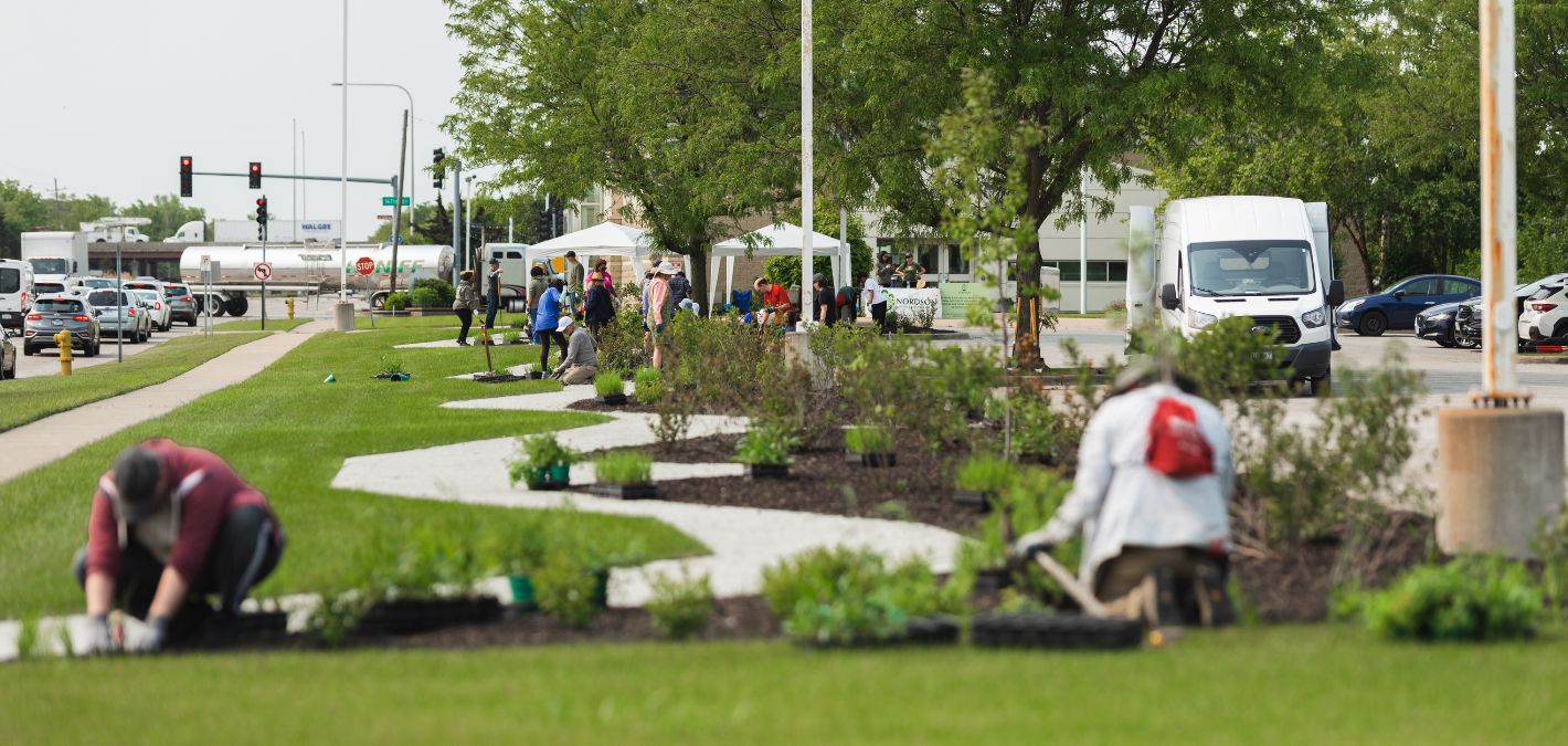 planting trees along snaking path at library