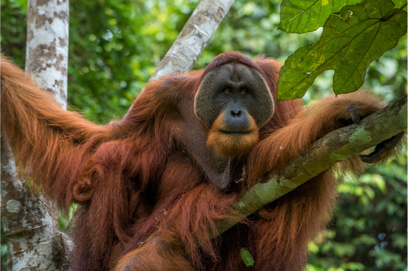 majestic male orangutan hanging in a tree win gayo indonesia