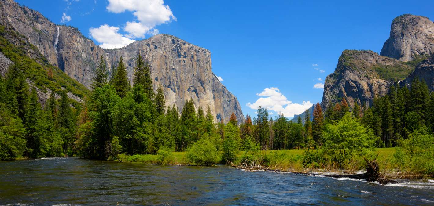8.8 Million Trees Planted in California for Forest Fire Restoration Since 2018