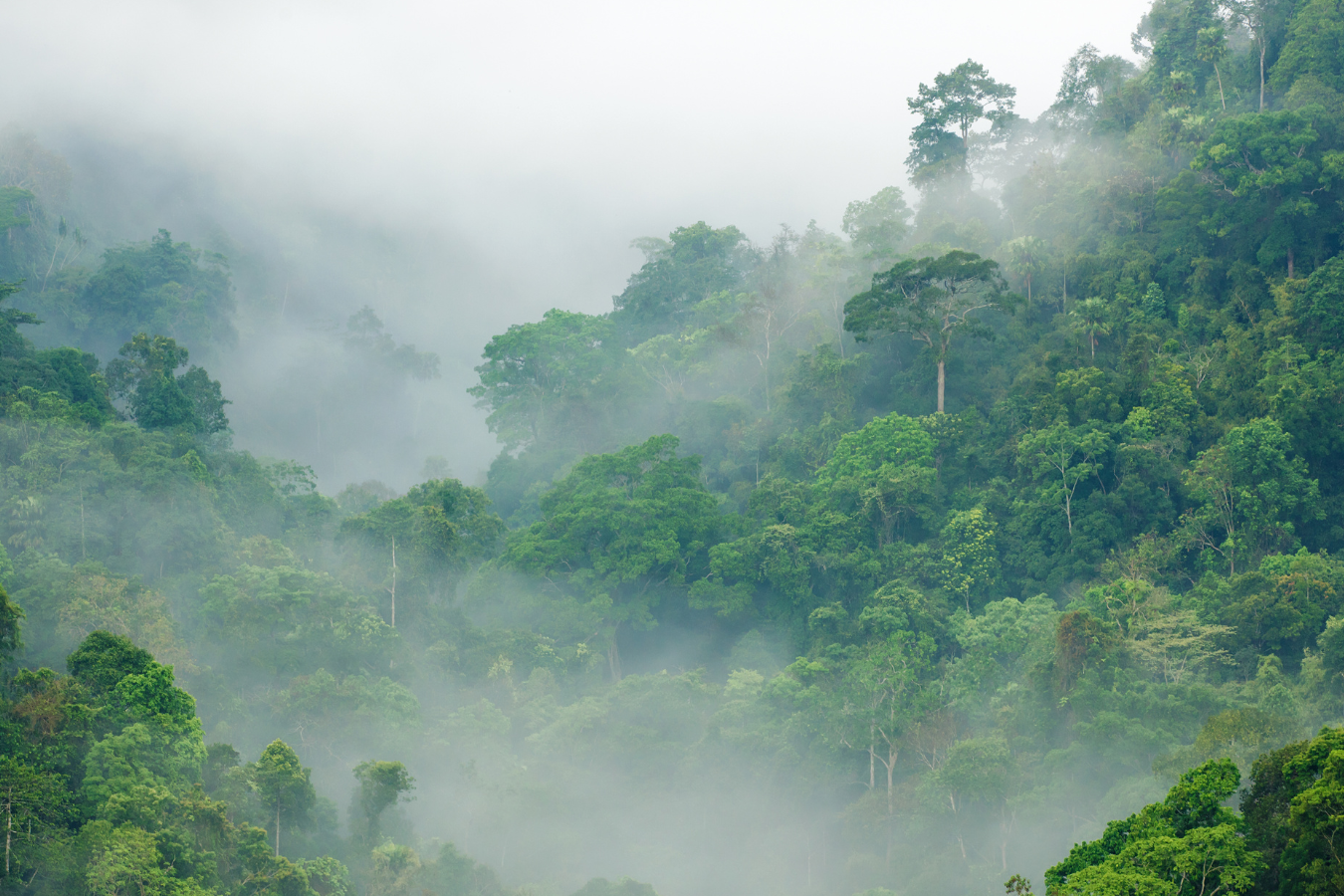 11 Fun Facts about Rainforests