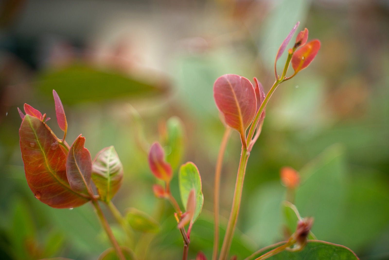 Planting Trees Across Australia for Communities, Biodiversity, and Ecosystem Restoration