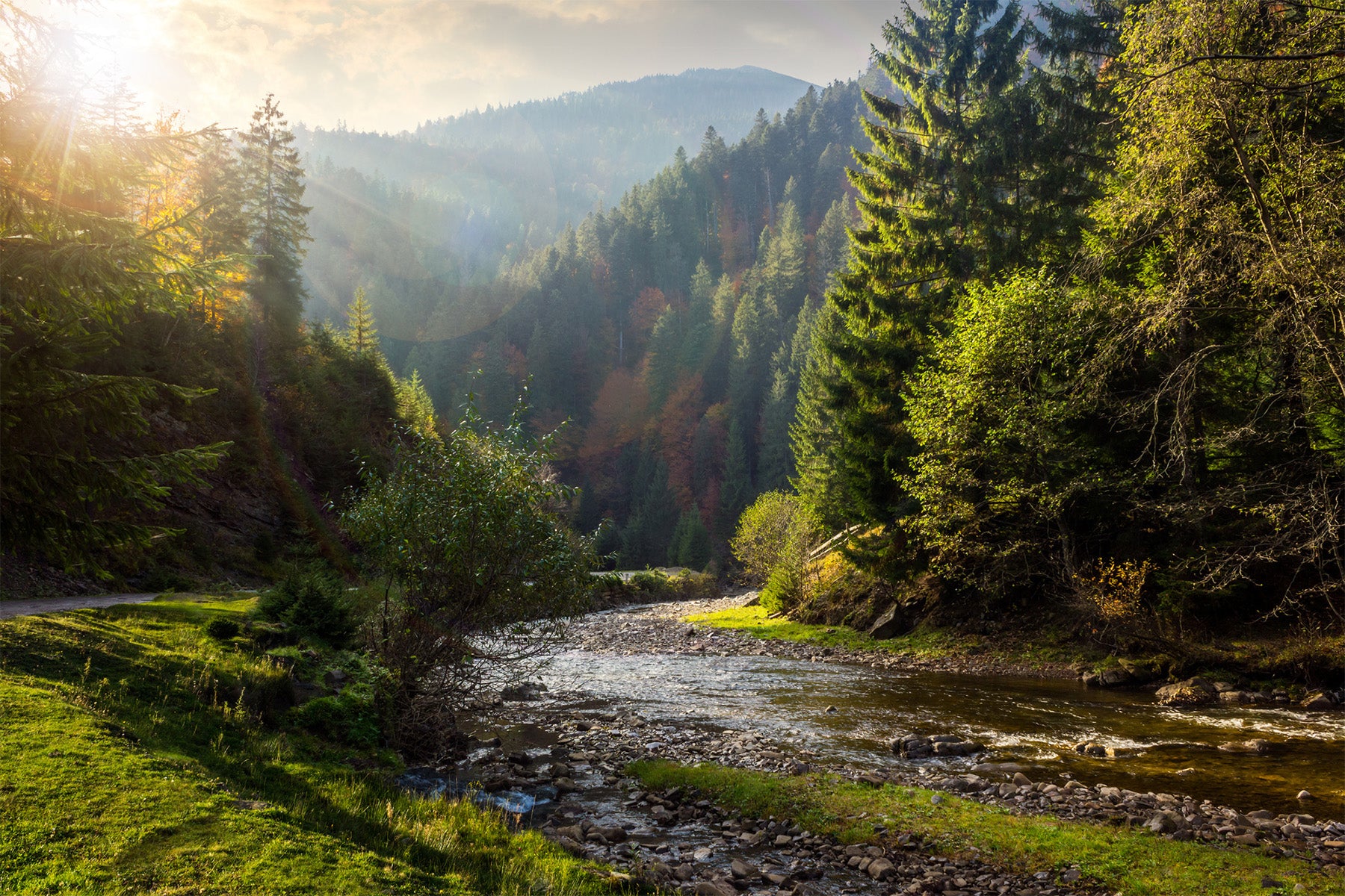 Understanding Different Types of Trees - One Tree Planted