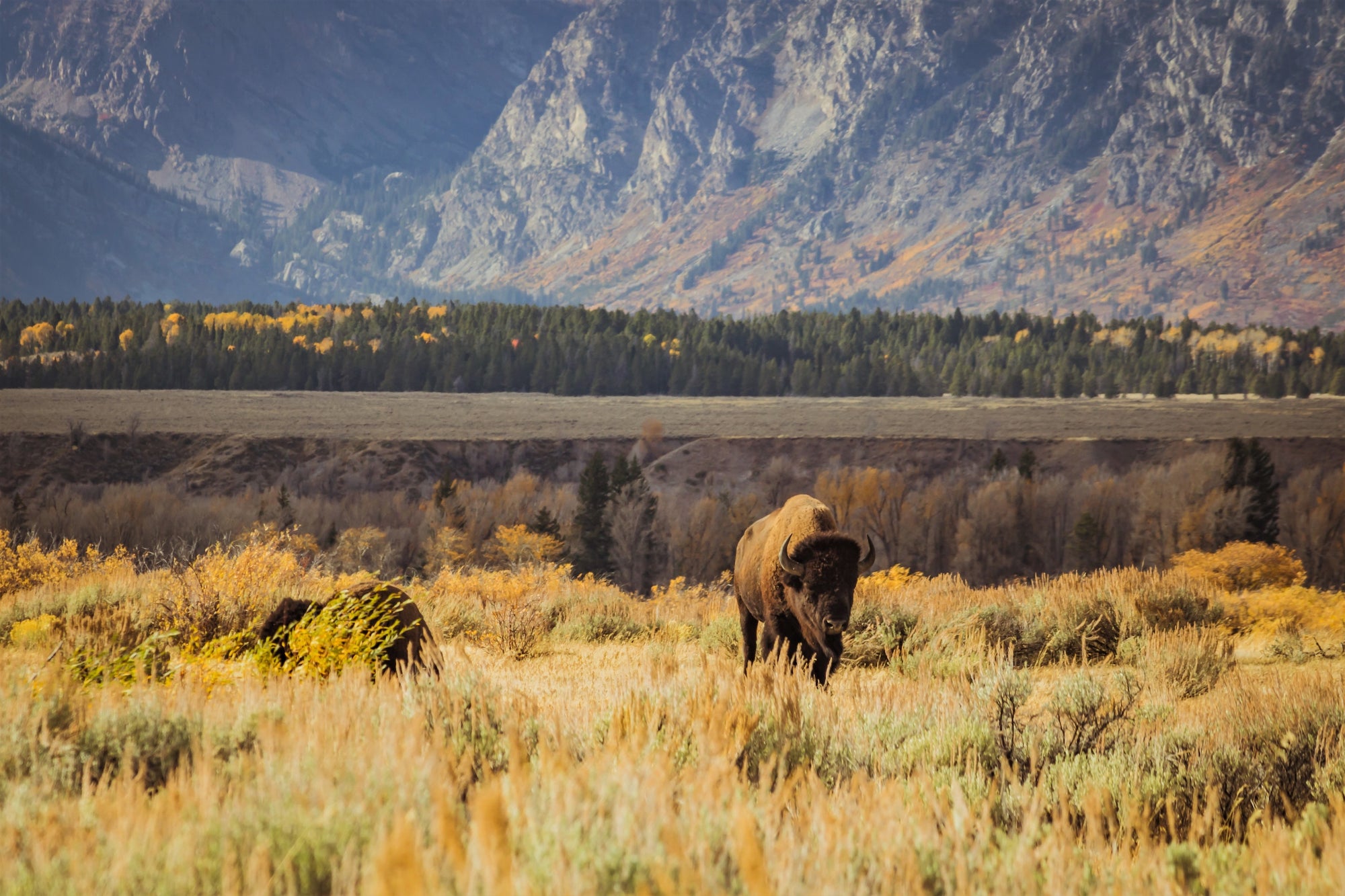 a bison walks in a golden plain with green mountains behind it