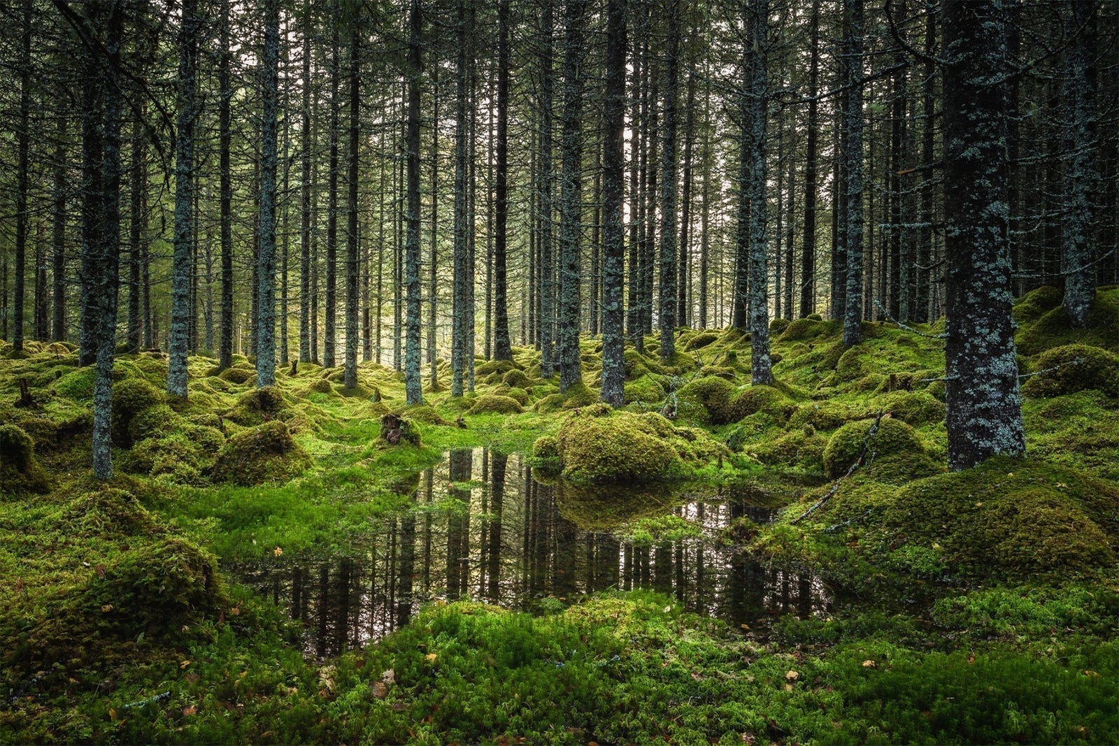 boreal forest