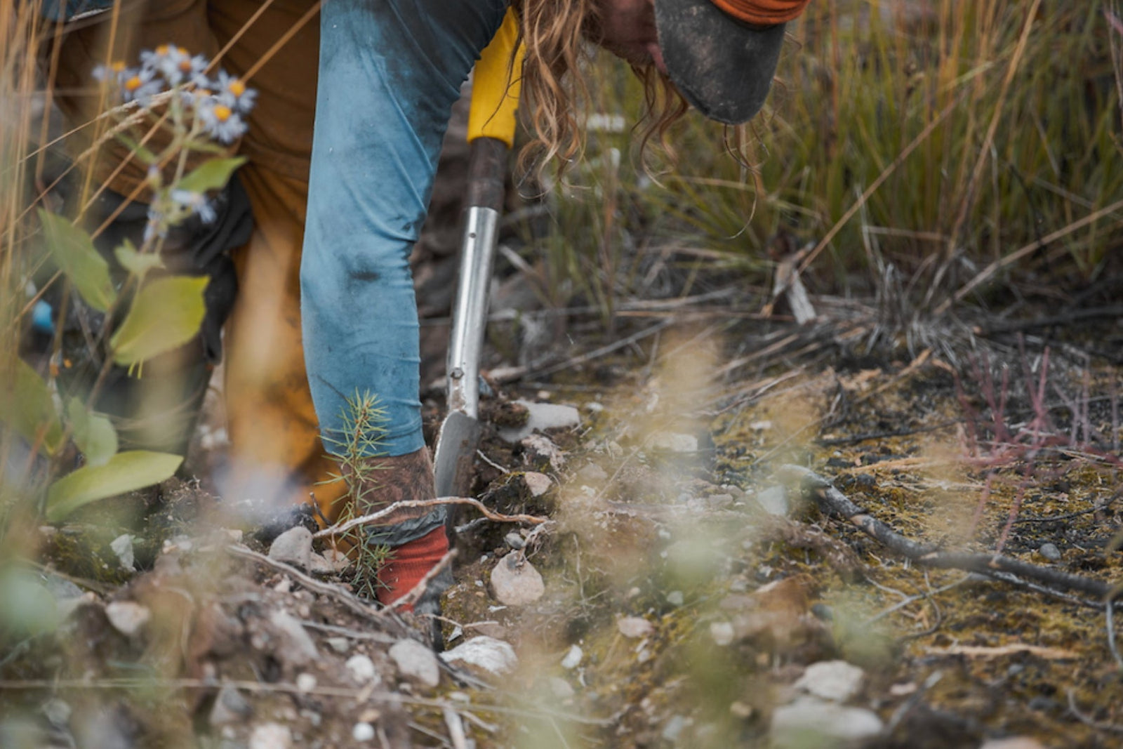 man planting seedling forest fire recovery