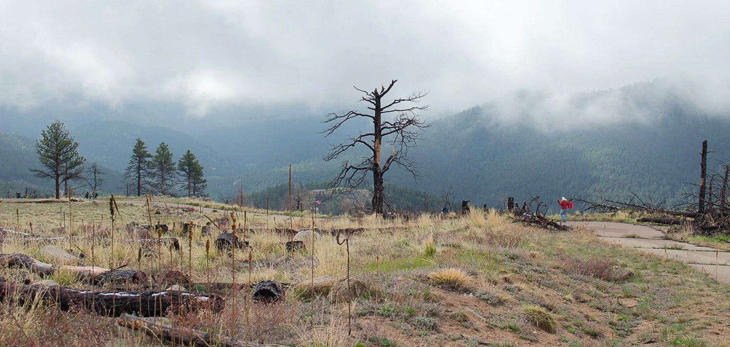 Deforestation Causes, Effects, and Solutions, by Tree Removal Services