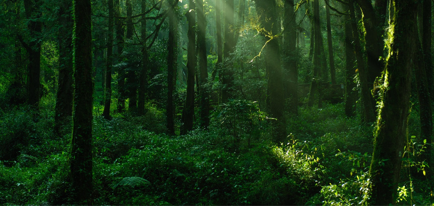 3 Major Ways Climate Change Impacts Forests - One Tree Planted