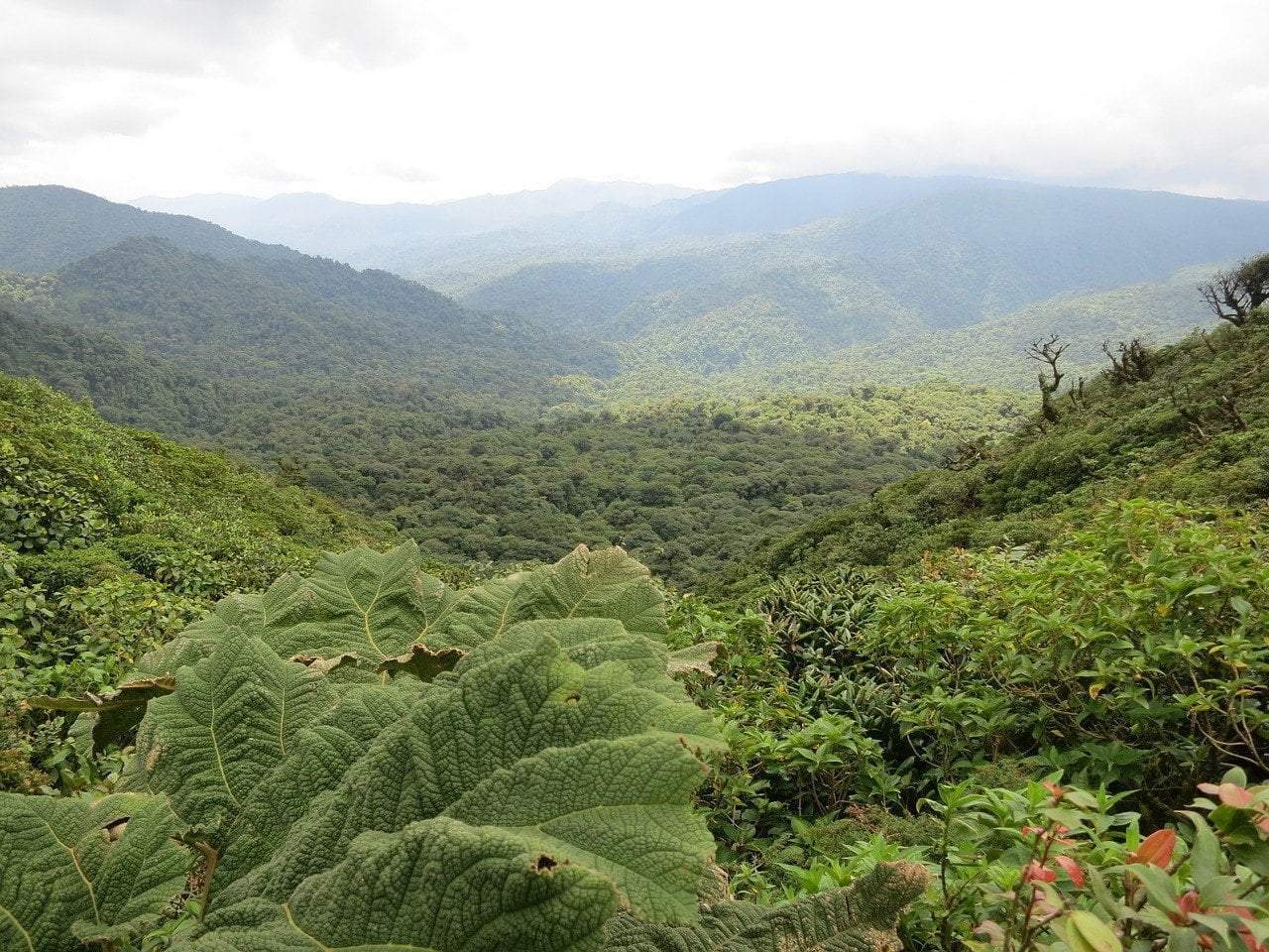 Reforestation Recap: Planting Trees In the Rainforest