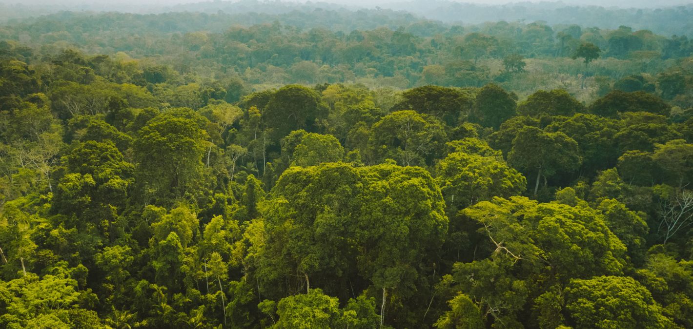 lush green tropical forest fading into the distance with fog