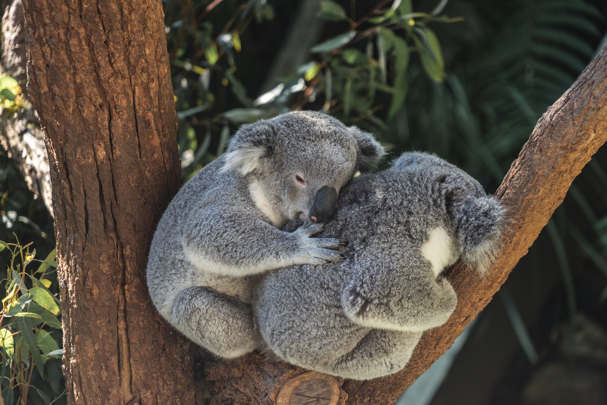 two koalas in a tree
