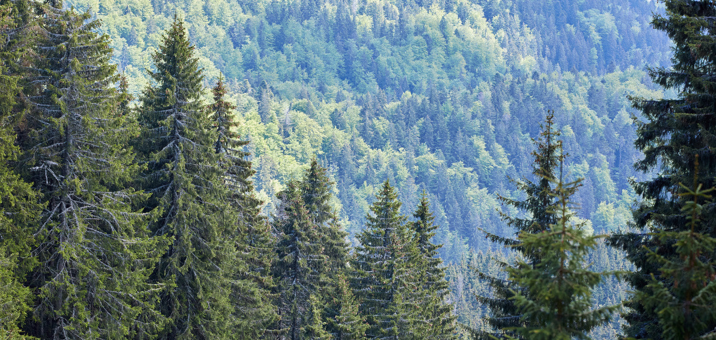 evergreen forest mountain