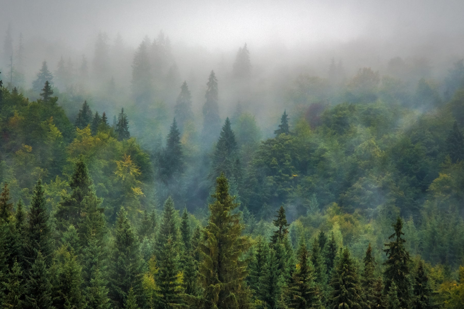 fog over forest