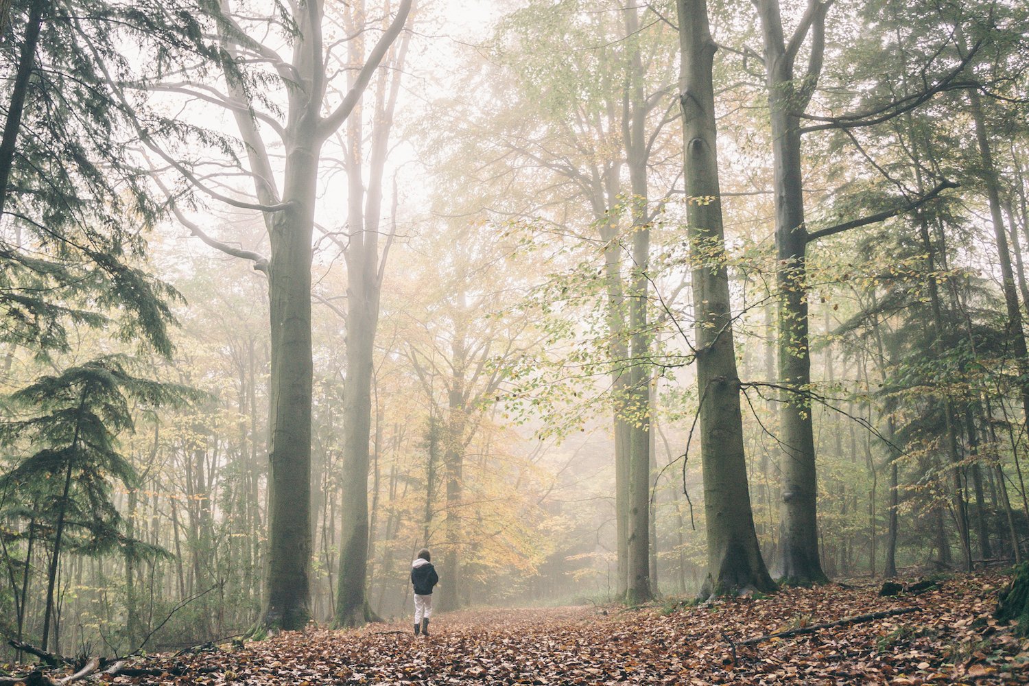 forest bathing mental health
