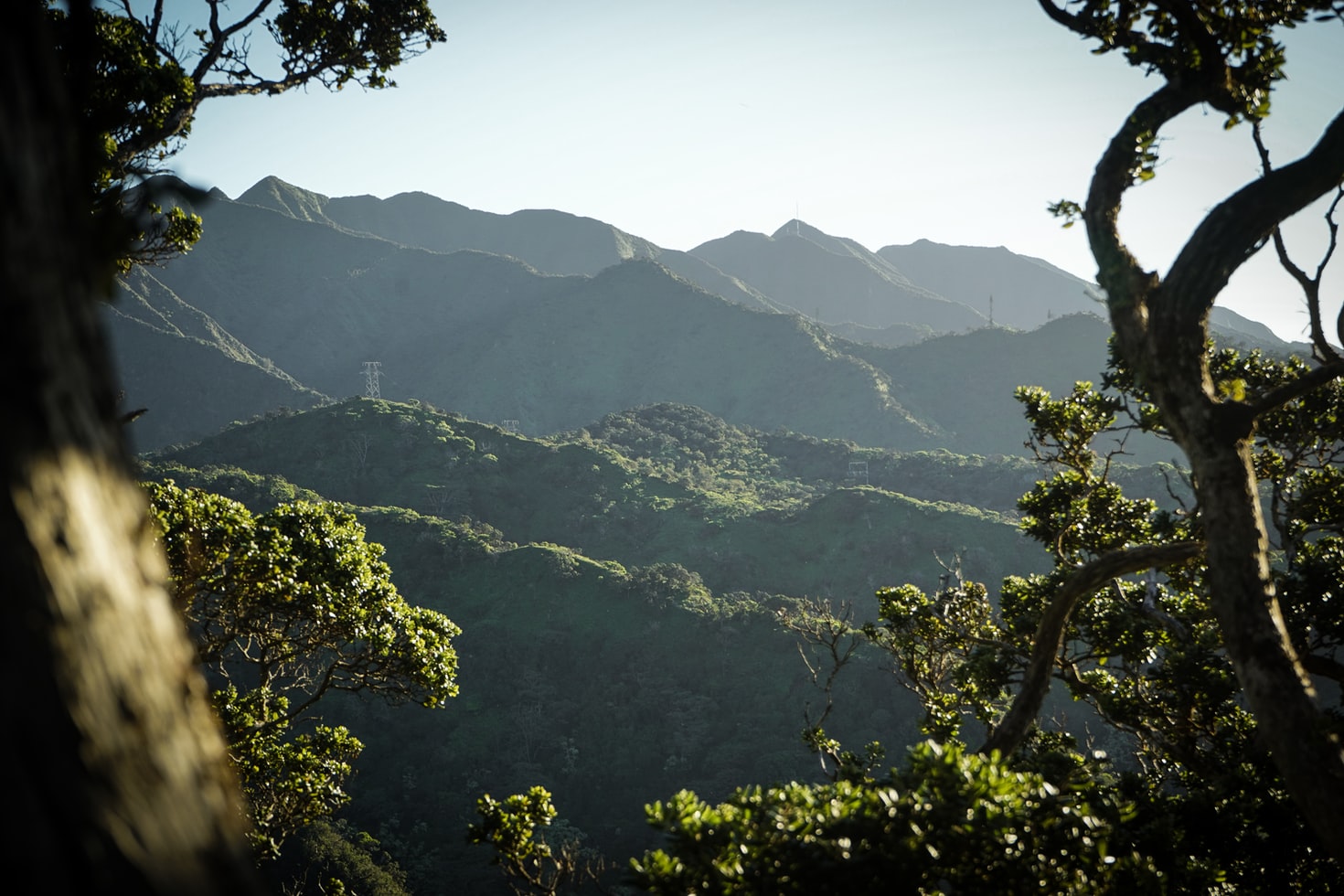 forest and climate change
