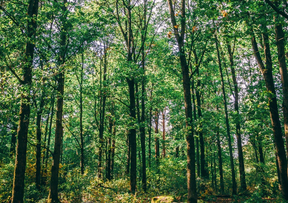 How Planting Trees Can Reduce Your Carbon Footprint