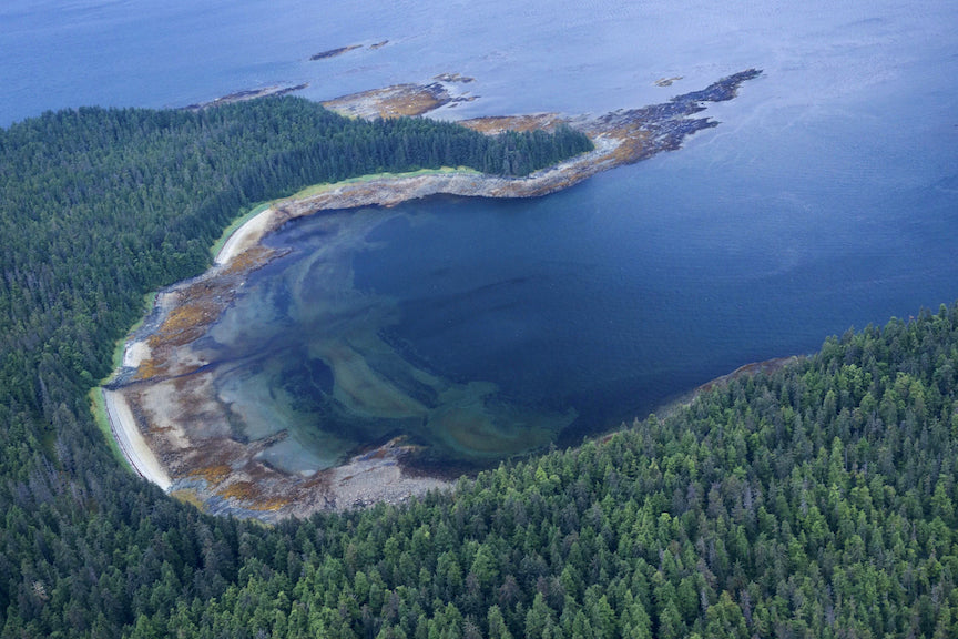 Top 3 Types of Forests Around the World