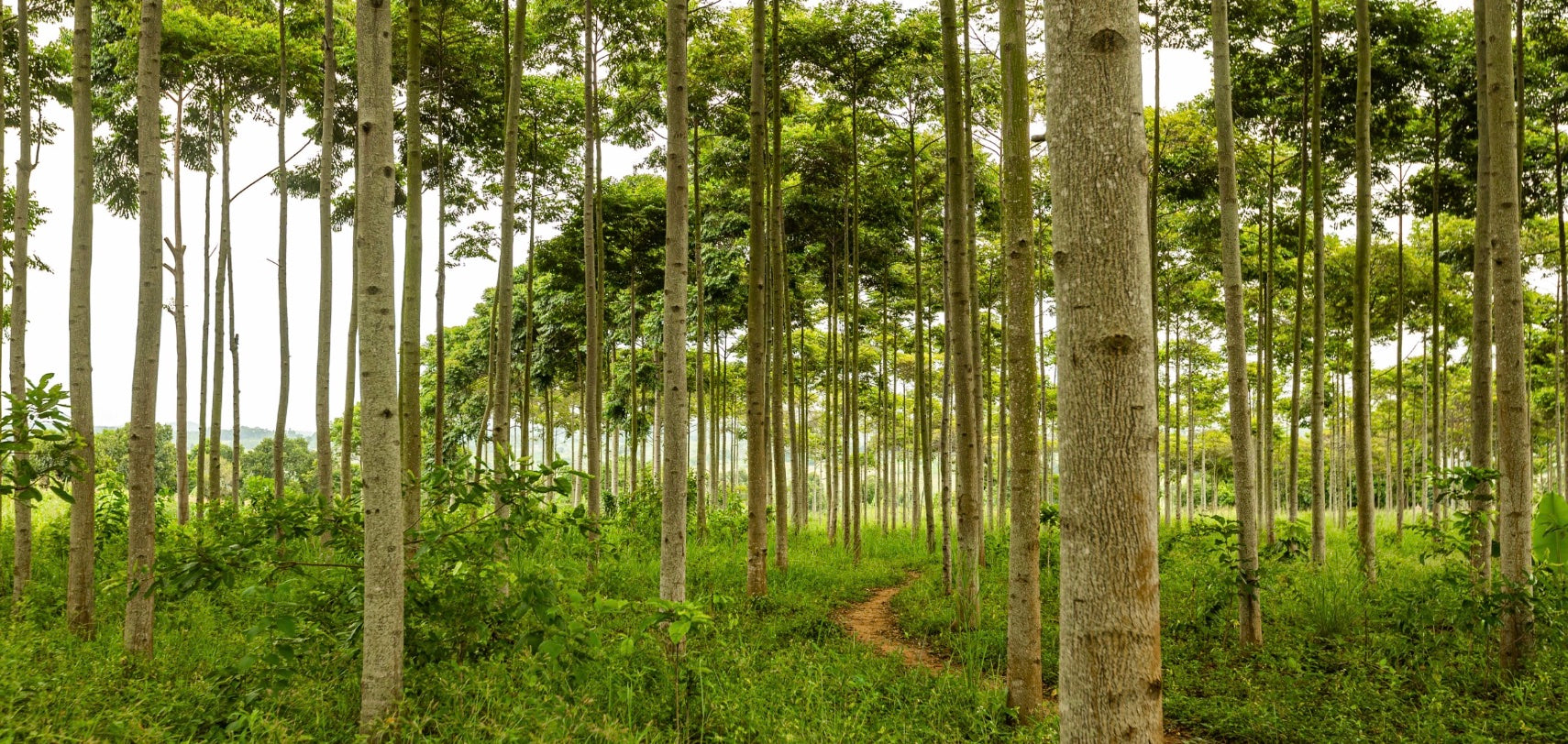Forest Plants And Trees 4 Solutions For Trees And Forests Threatened