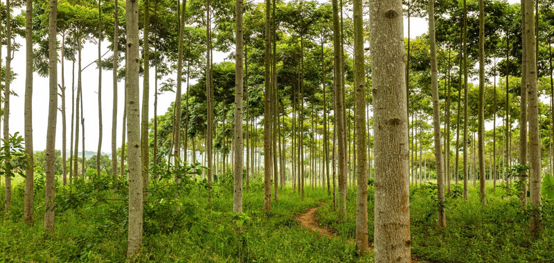 5 Important Tree Species You Need to Know - One Tree Planted