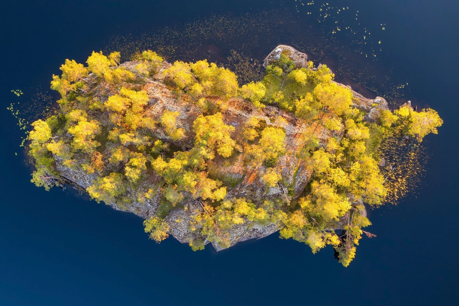 26 Facts About Trees and Forests