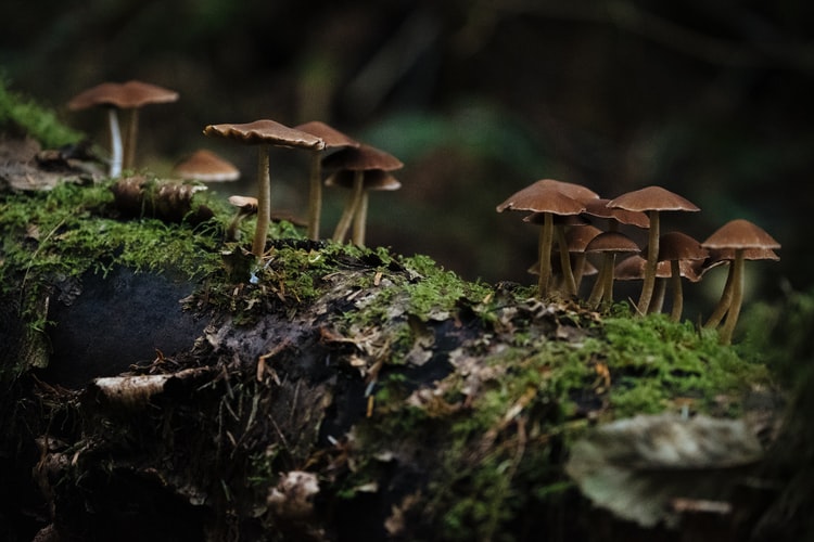 11 of the Most Amazing Facts About the Environment